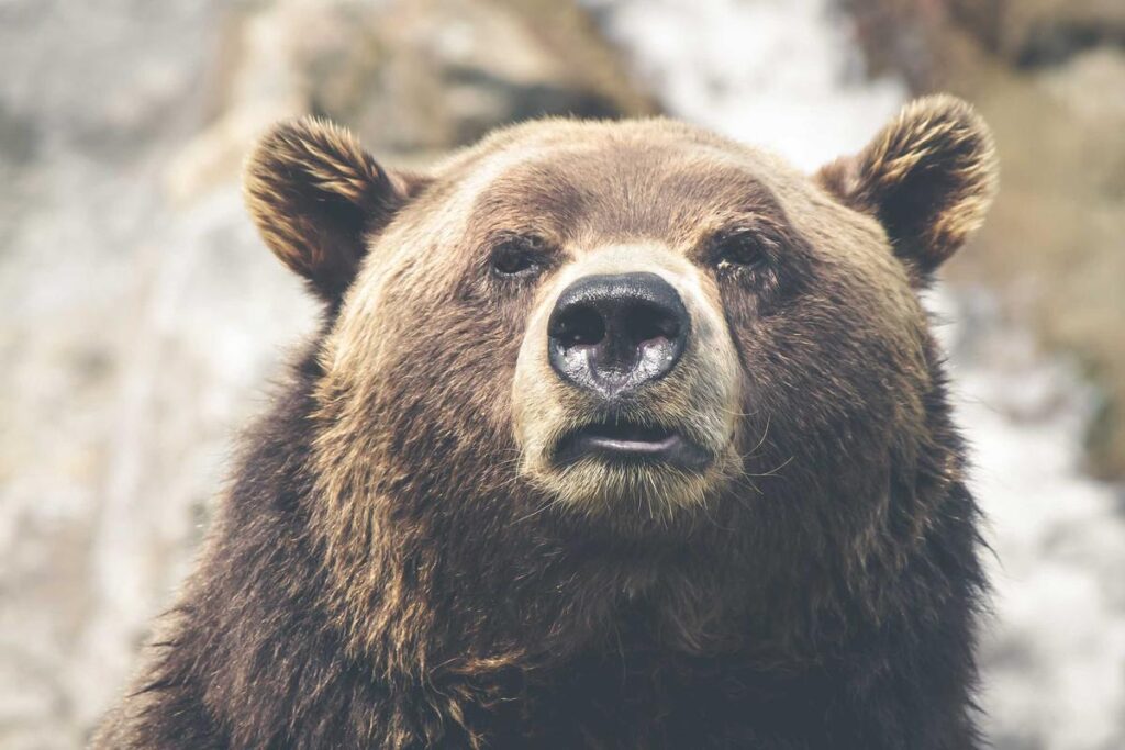 The JavaScript Juggernaut: Why My WordPress Site is a Constant Work in Progress